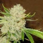 Cannabis seed variety Auto White Russian (Auto F*cking Dead Russian) Feminised Silver
